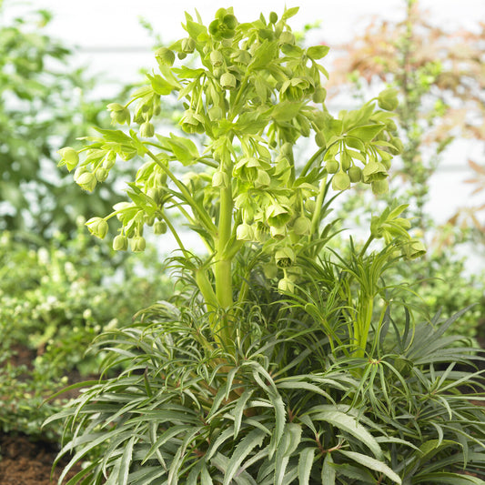 Hellébore fétide 'Wester Flisk' - Bakker