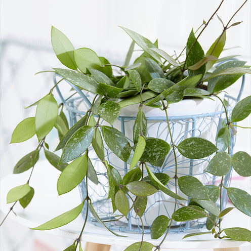 Hoya Gracilis - Bakker