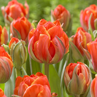 7 Tulipes doubles  Queensday - Tulipa double late Queensday - Bakker