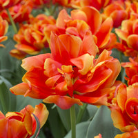 7 Tulipes doubles  Queensday - Bakker