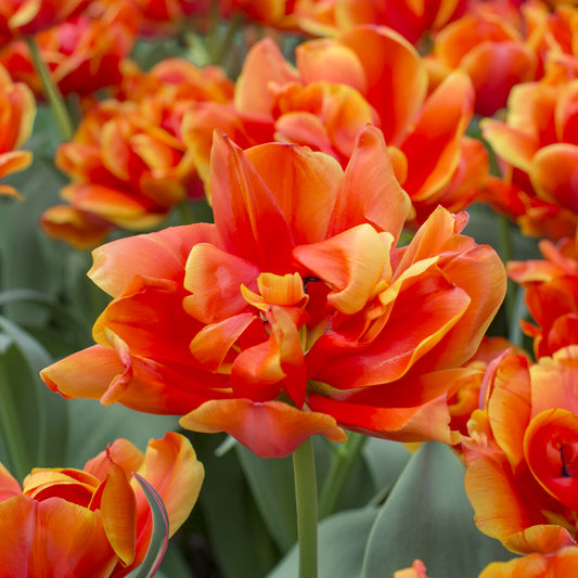 7 Tulipes doubles  Queensday - Bakker