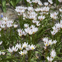10 Tulipes botaniques Hilde - Tulipa botanical Hilde - Bakker