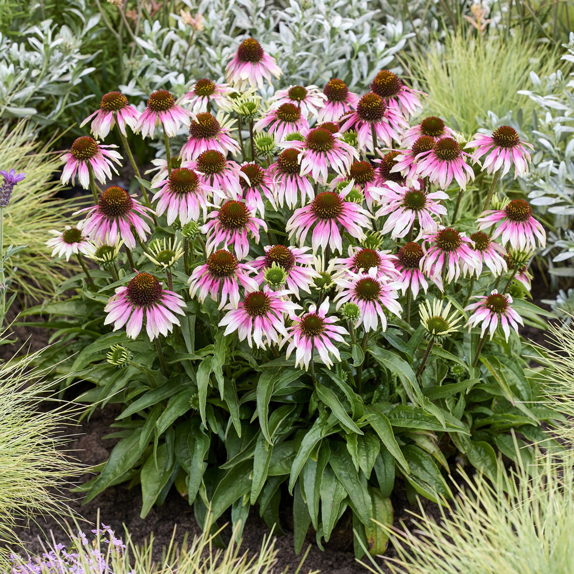 Echinacéa special white purple - Echinacea special withe purple - Bakker