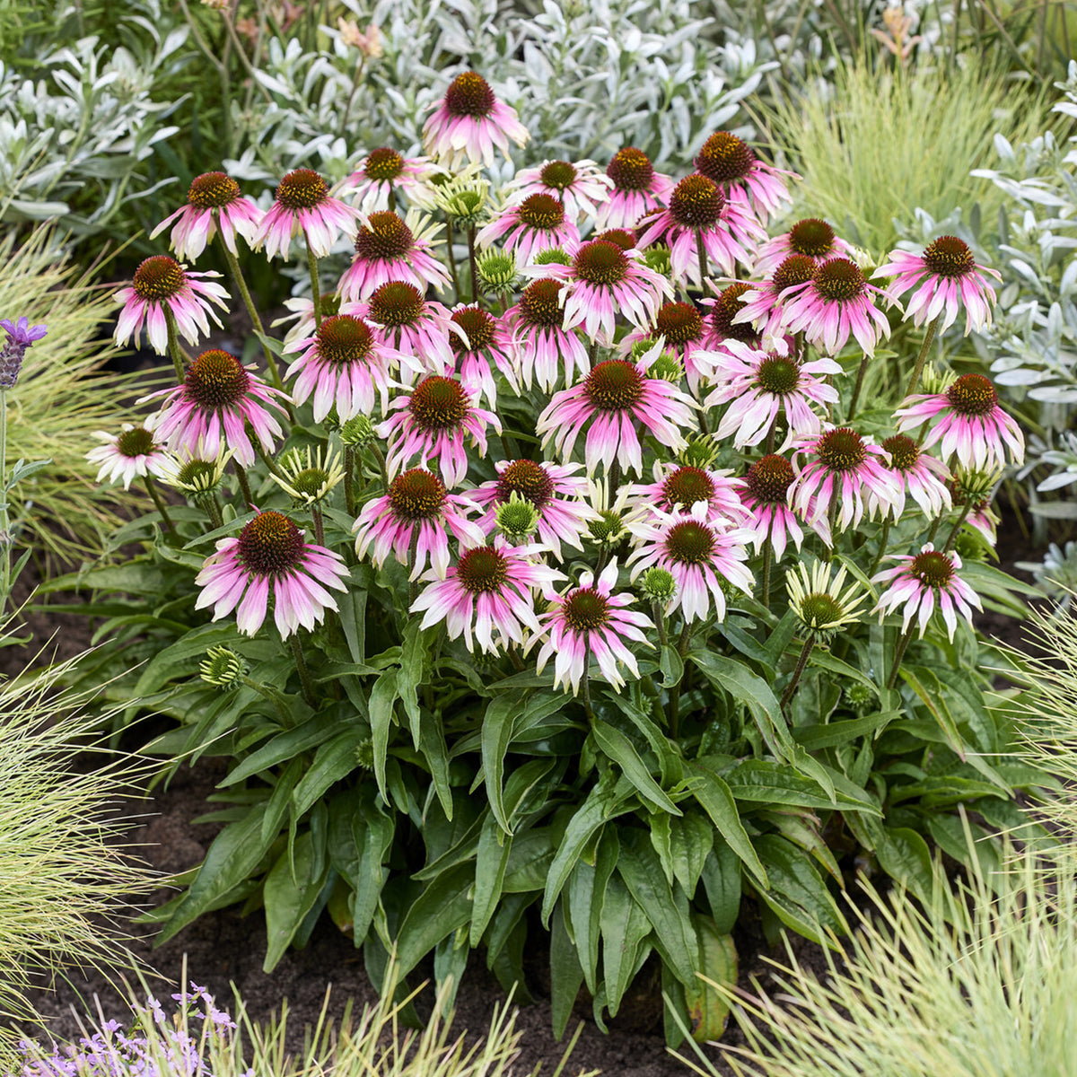 Echinacée  special white purple - echinacea special withe purple - Bakker