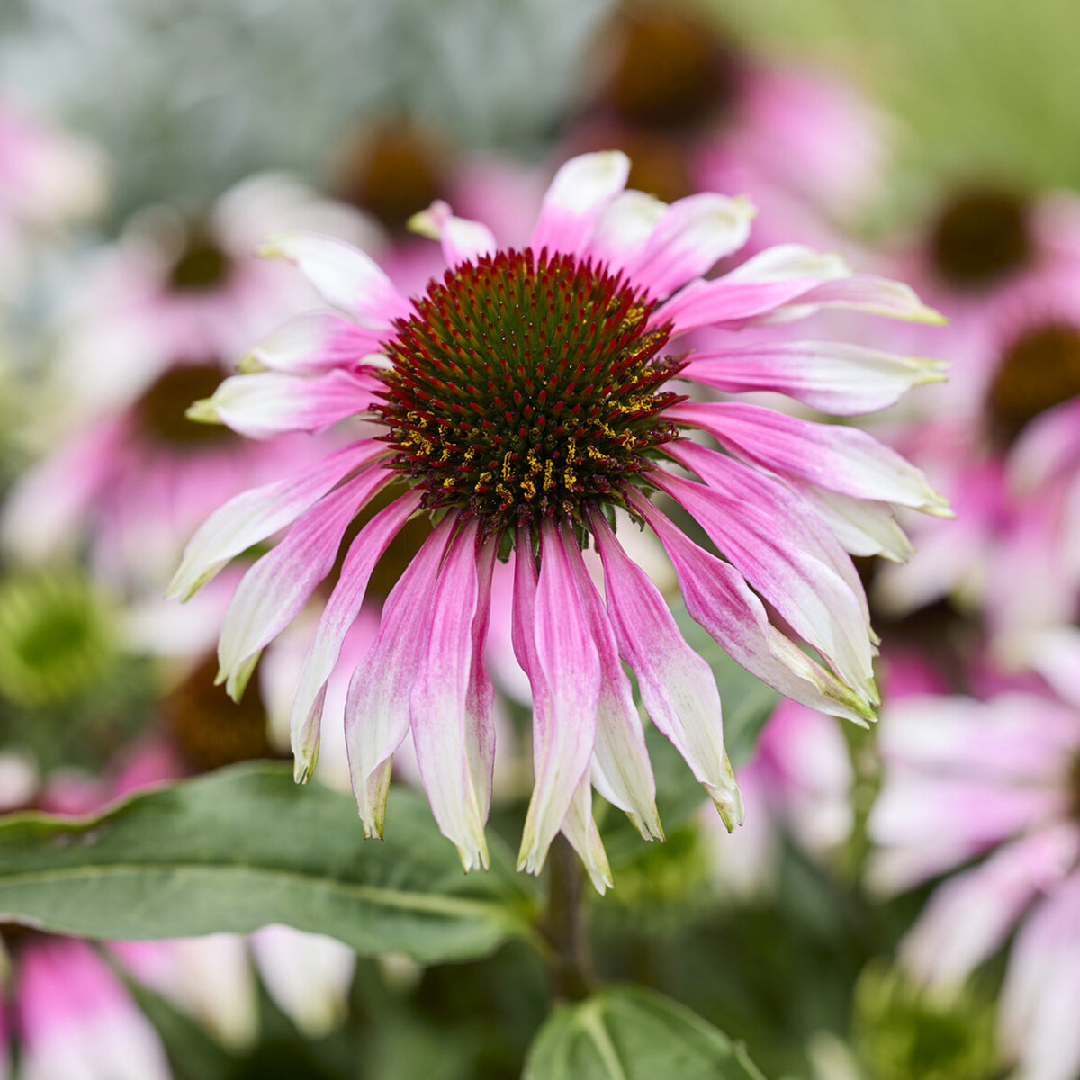Echinacée  special white purple - Bakker