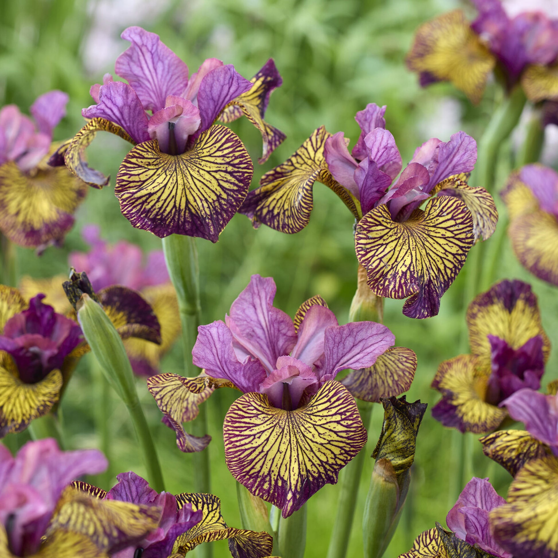 Iris de Sibérie Juniper Leigh - iris sibirica juniper leigh - Bakker