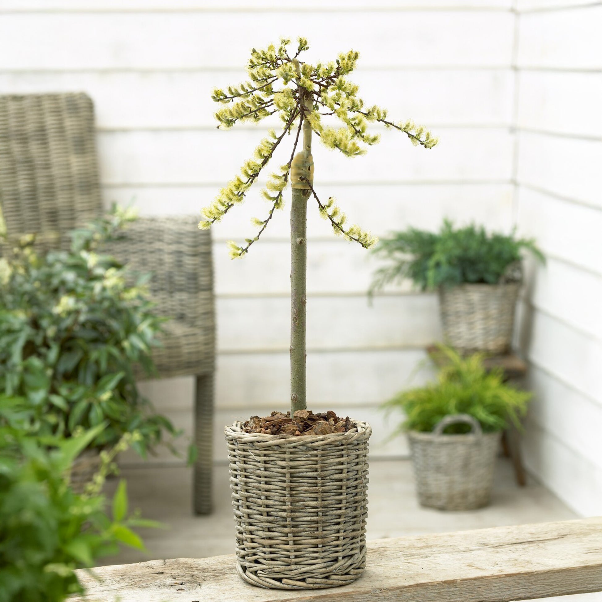 Salix repens 'Iona' tige 40 - Saule rampant nain chatons jaune sur tige - Saule