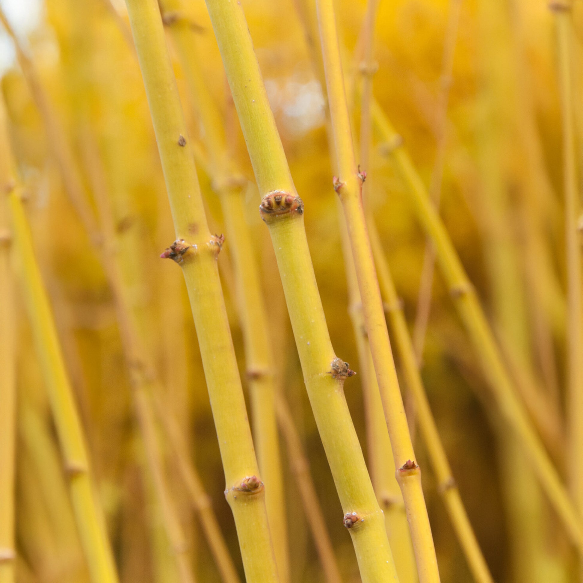 Erable du japon Bi hoo - Acer palmatum 'bi hoo' - Bakker