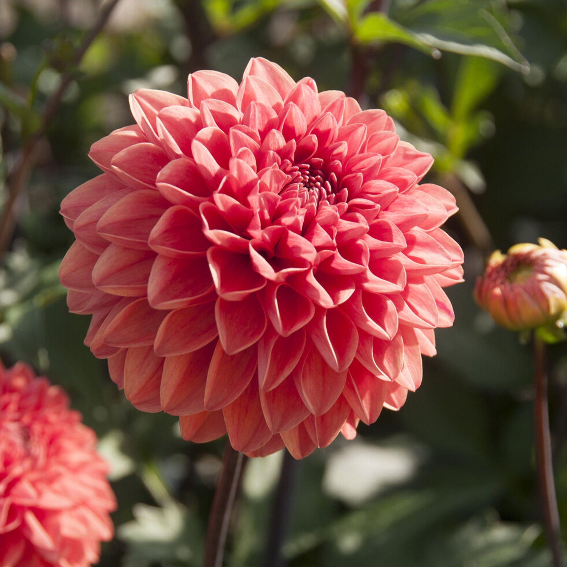 Dahlia Blitzer - Dahlia Blitzer - Bakker
