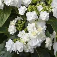 Hortensia Doppio Bianco - Hydrangea Doppio Bianco - Bakker