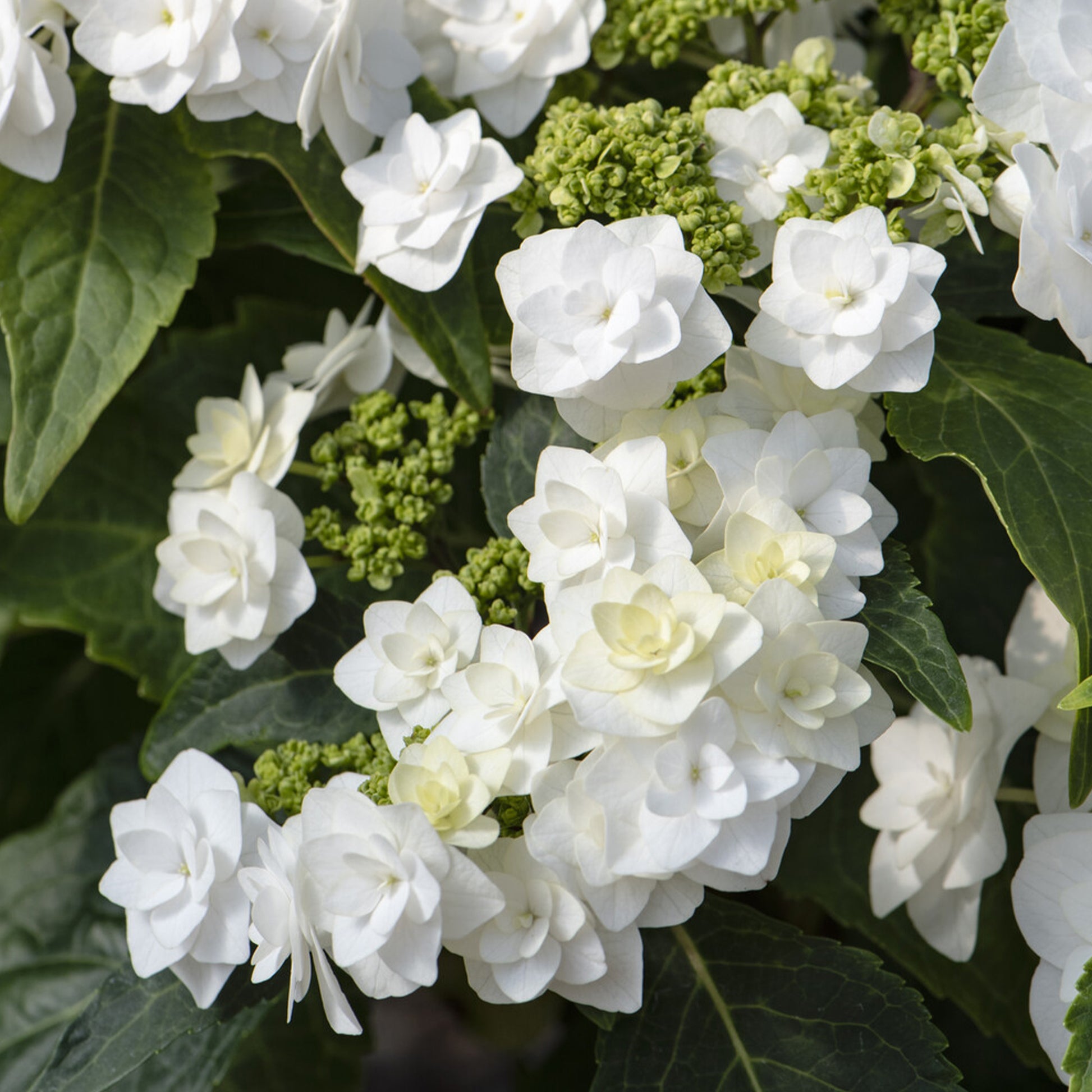 Hortensia Doppio Bianco - Hydrangea Doppio Bianco - Bakker