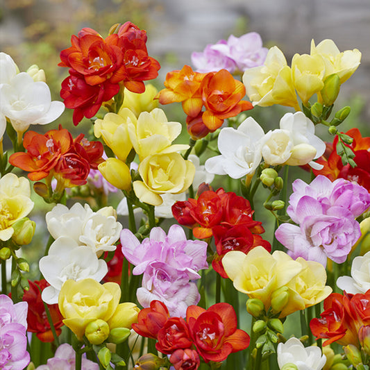 Bakker - 25 Freesias à fleurs doubles en mélange - Freesia