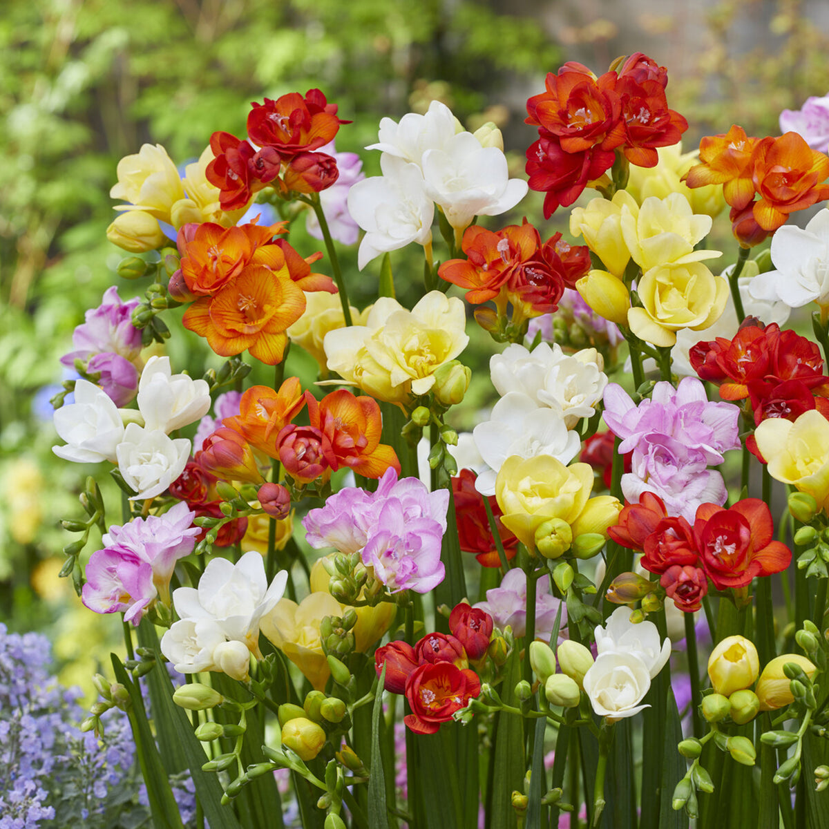 25 Freesias à fleurs doubles en mélange - Freesia - Bakker