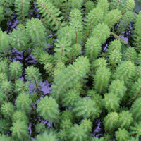 Myriophyllum 'Red Stem' - Myriophyllum rubricaule Red Stem - Bakker
