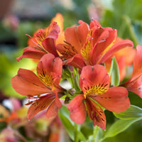 Lys des Incas - Alstroémère Majestic Brissac - Alstroemeria Majestic Brissac - Bakker