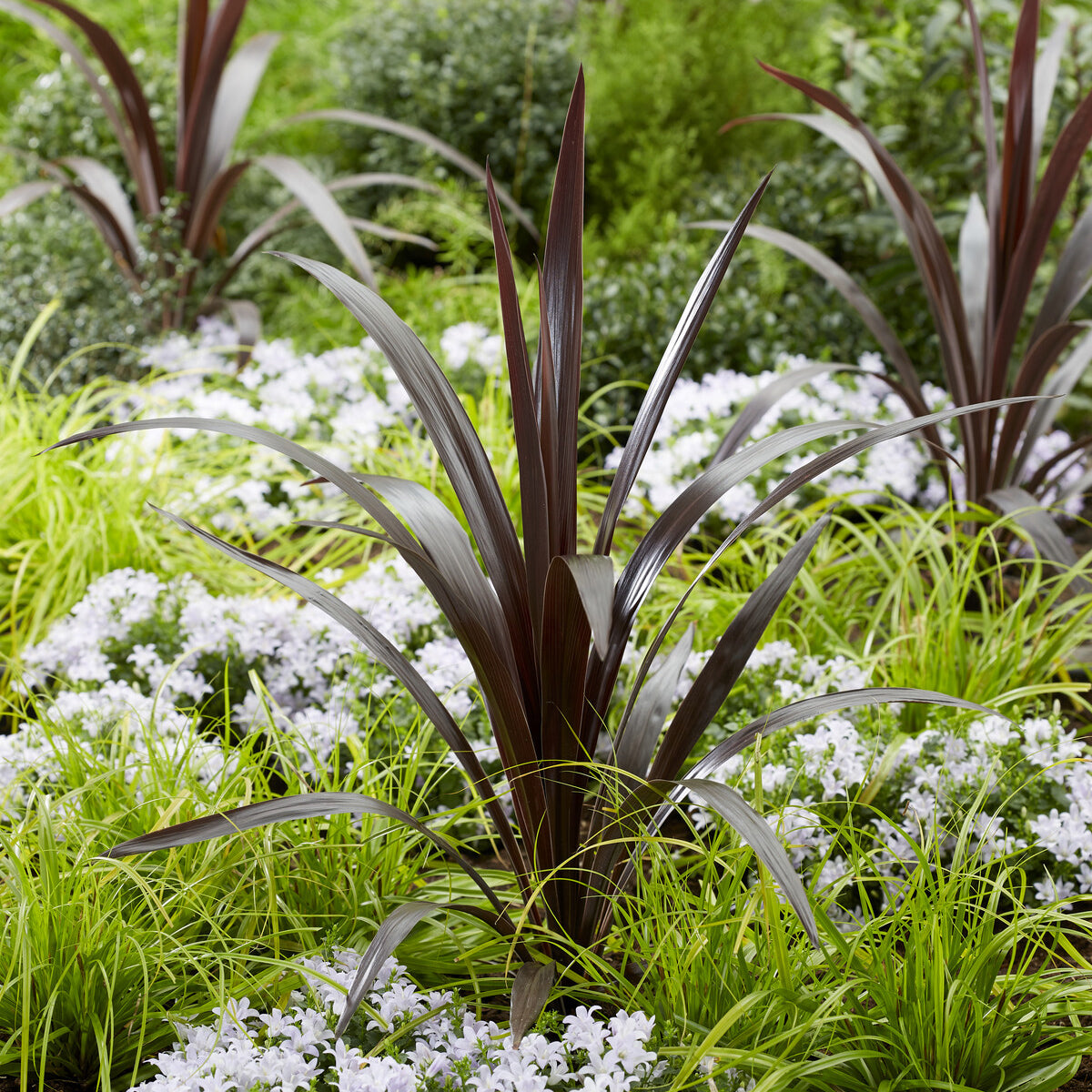 Cordyline obtecta Super Star ® - Cordyline obtecta Superstar® - Bakker