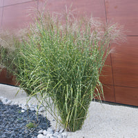 Miscanthus sinensis Zebrinus - Eulalie Zebrinus - Miscanthus - Miscanthus