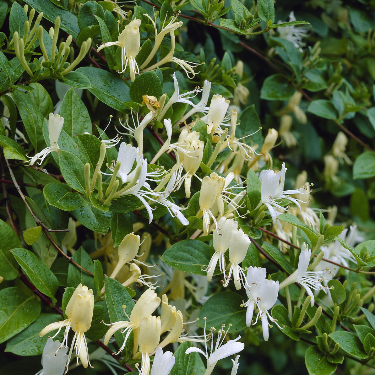 Lonicera japonica Halliana - Chèvrefeuille du Japon Halliana - Chèvrefeuille grimpant