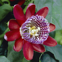 Vente Grenadille sauvage - Passiflora alata