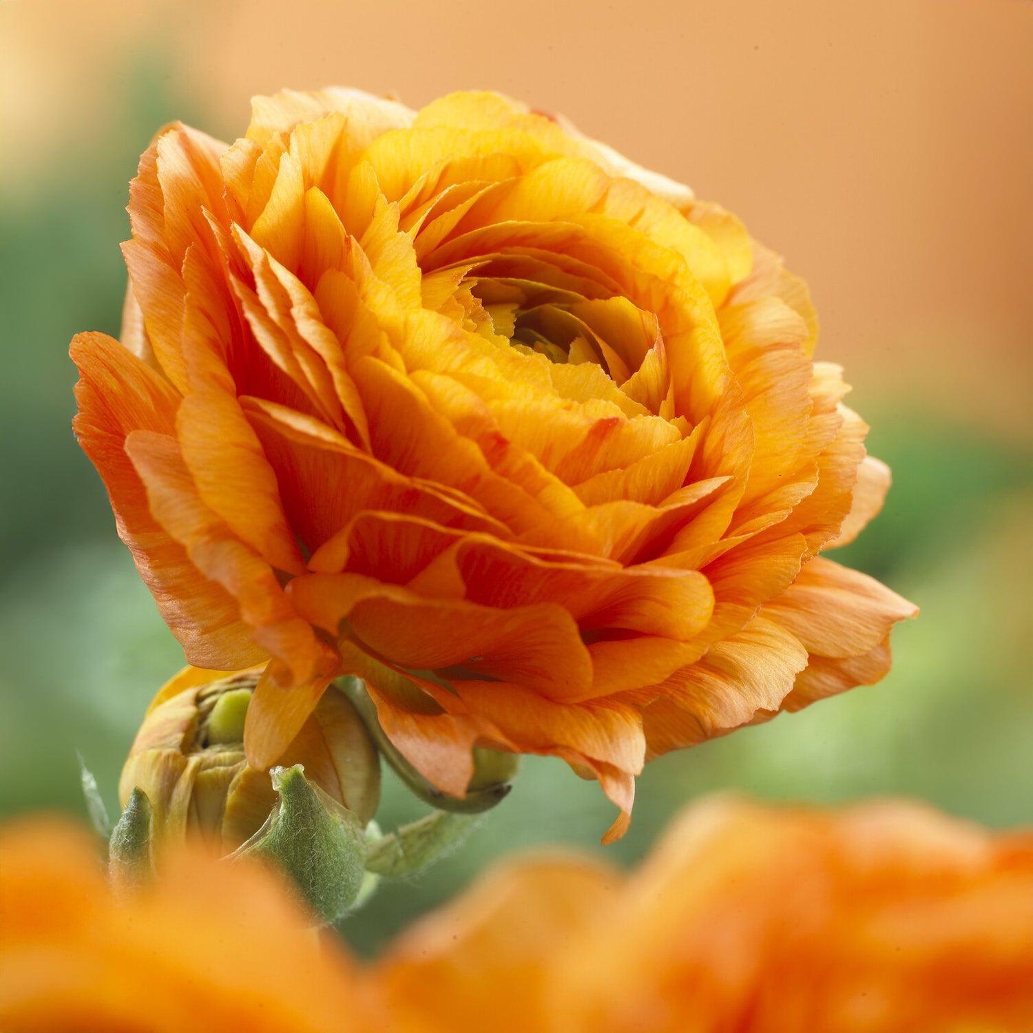 Ranunculus asiaticus Orange - 10 Renoncules oranges - Bulbes de Renoncule