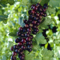 Ribes nidigrolaria Josta - Casseiller Josta - 