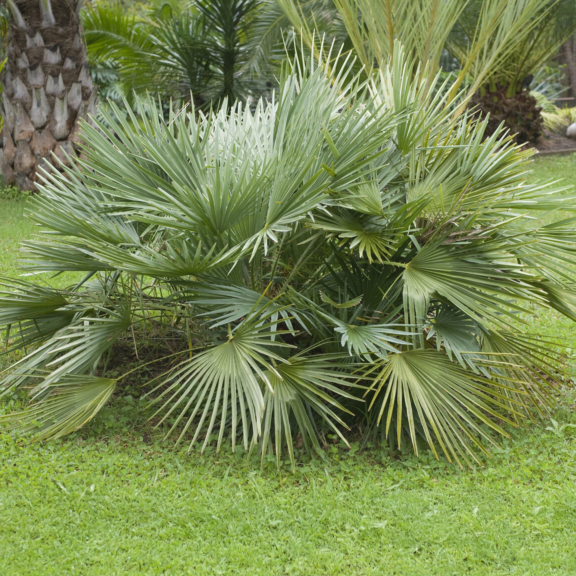 Sabal minor - Sabal nain - Palmer nain à feuilles éventail - Palmiers