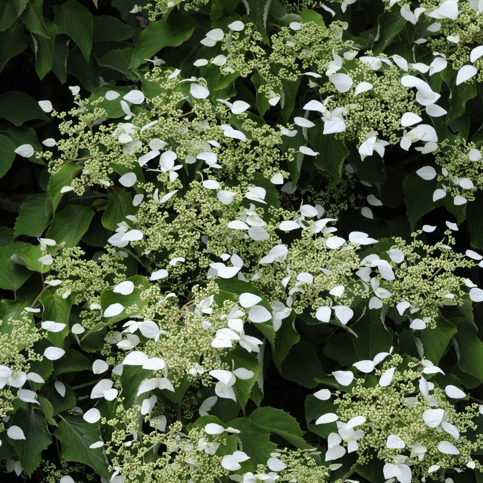 Vente Hortensia grimpant du Japon - Schizophragma hydrangeoïdes