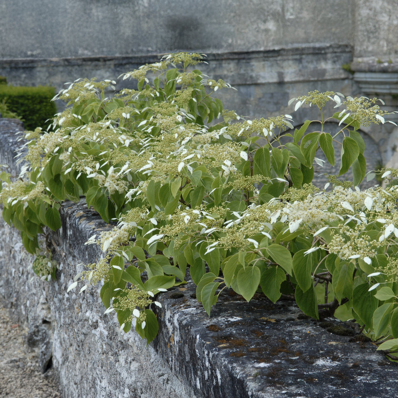 Vente Hortensia grimpant du Japon