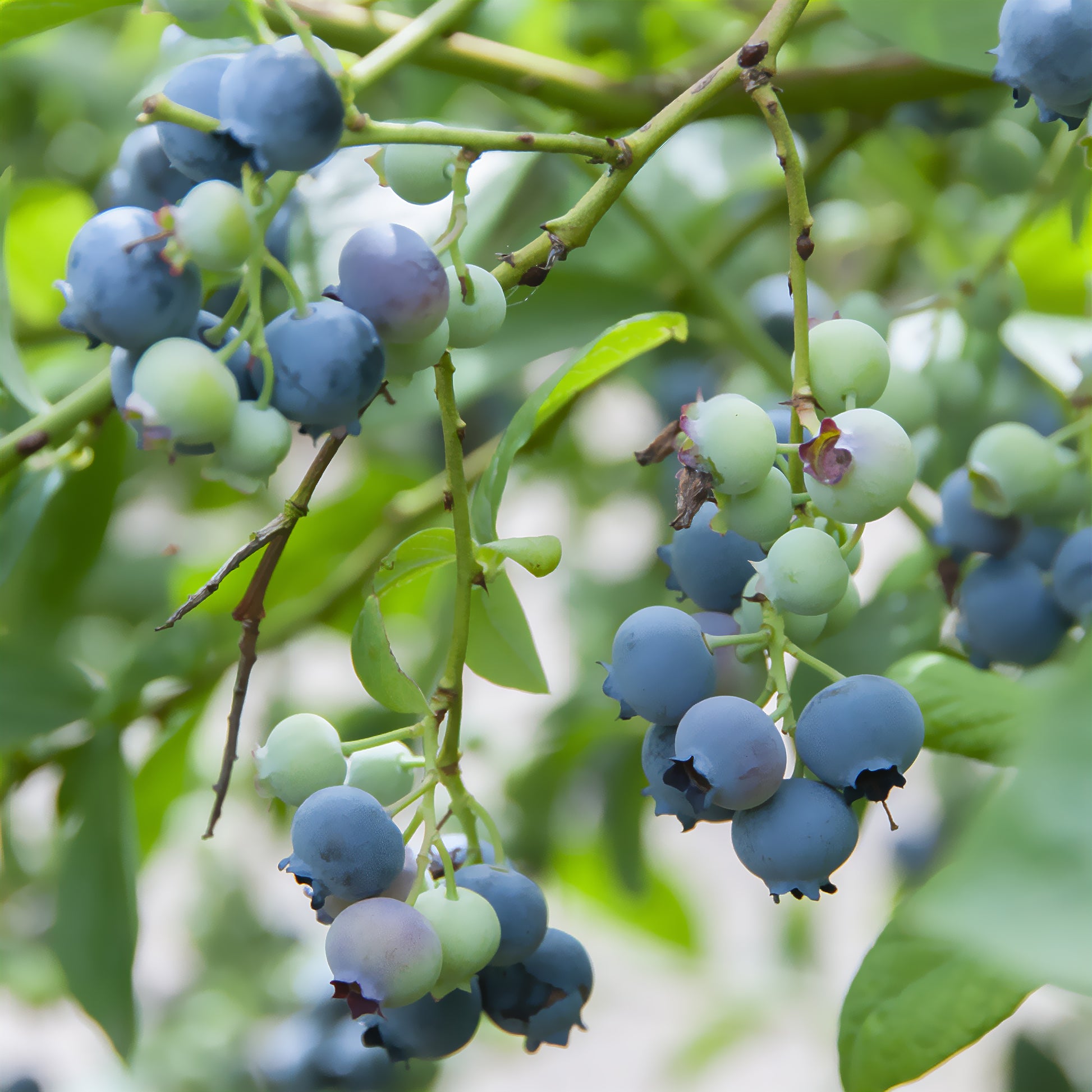 Vaccinium corymbosum Berkeley - Myrtillier Berkeley - Myrtillers