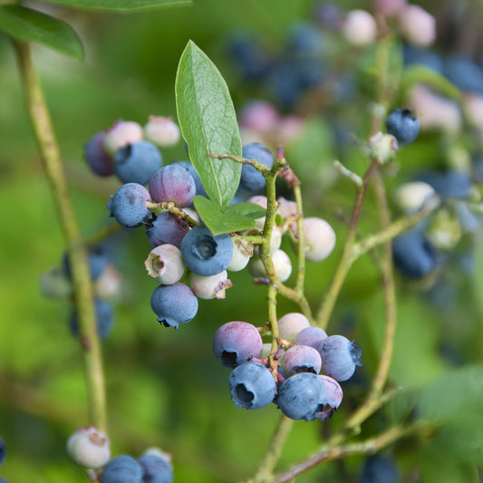 Myrtillier Blue Crop - Bakker