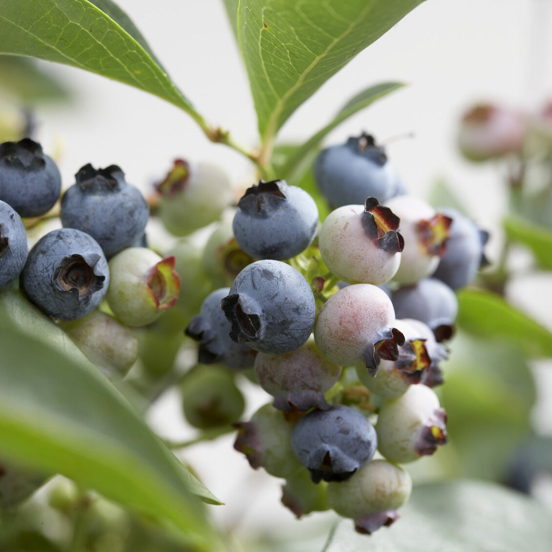 Myrtillier Chandler - Vaccinium corymbosum Chandler - Bakker