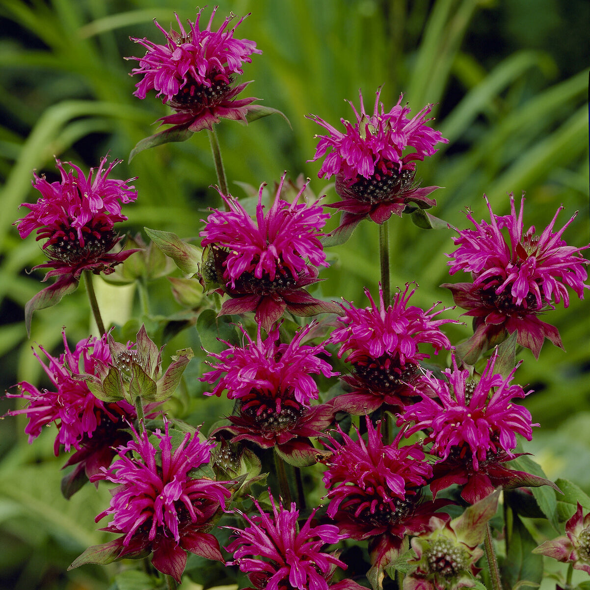 Monarde Scorpion - Monarda Scorpion - Bakker