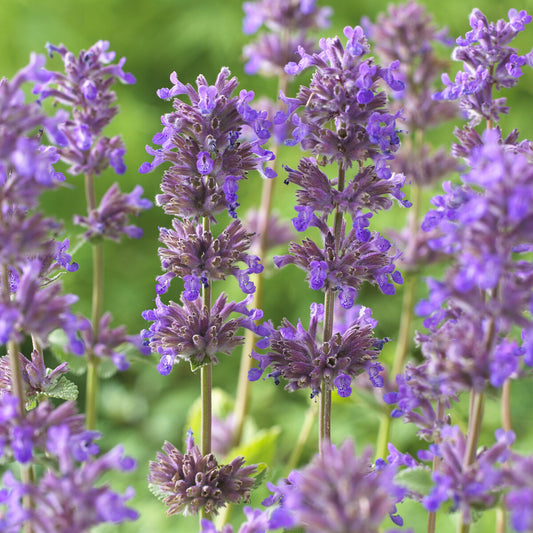 Nepeta Grog - Bakker