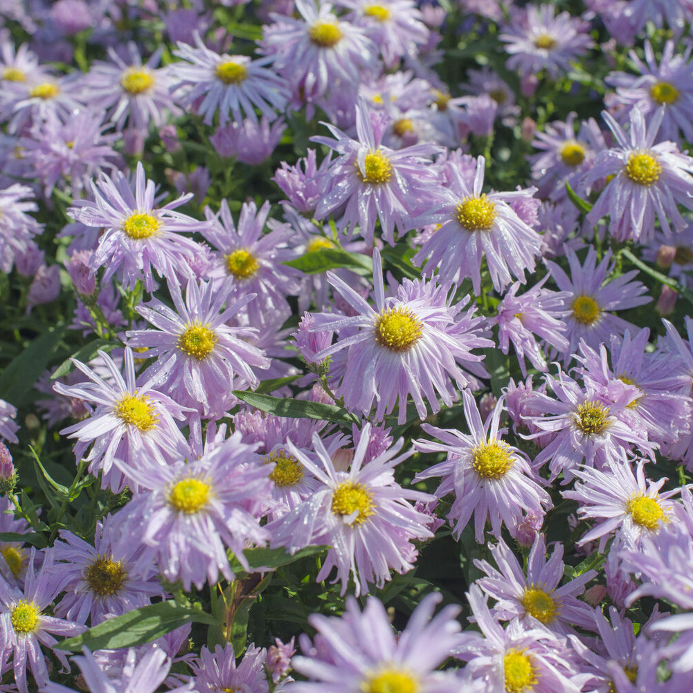 Aster grand d'automne Fellowship  - Aster novi-belgii fellowship - Bakker