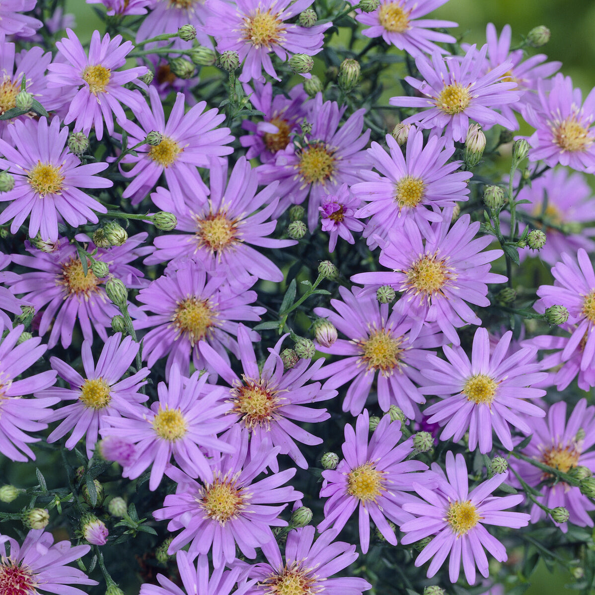 Aster ericoides - Aster à feuilles de bruyère