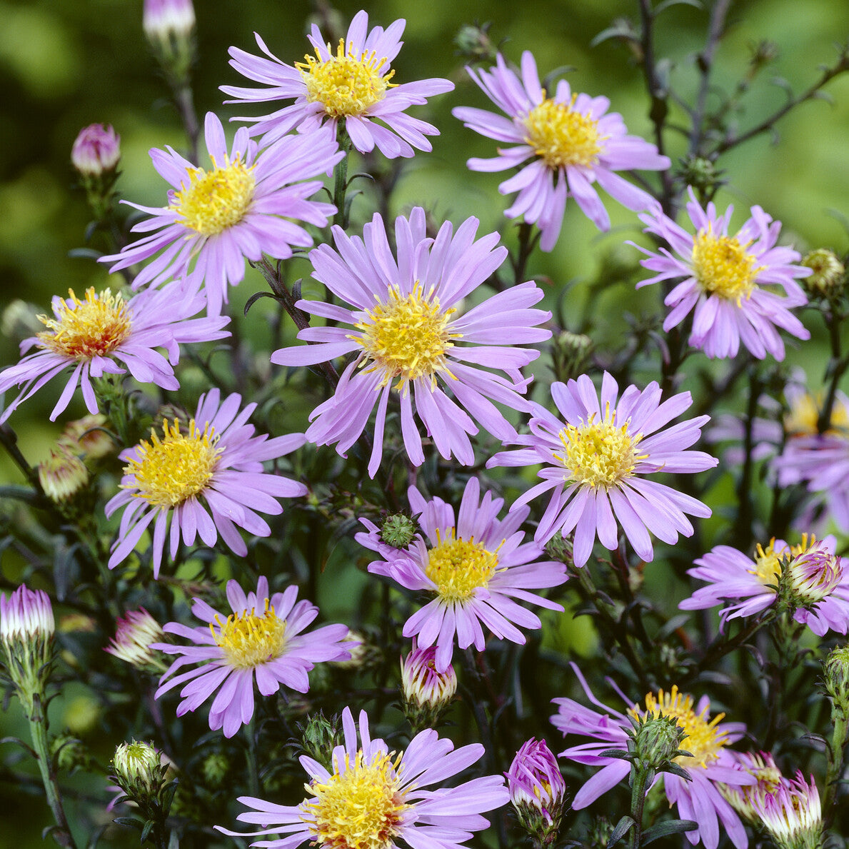 Aster géant d'automne Calliope - Aster laevis calliope - Bakker