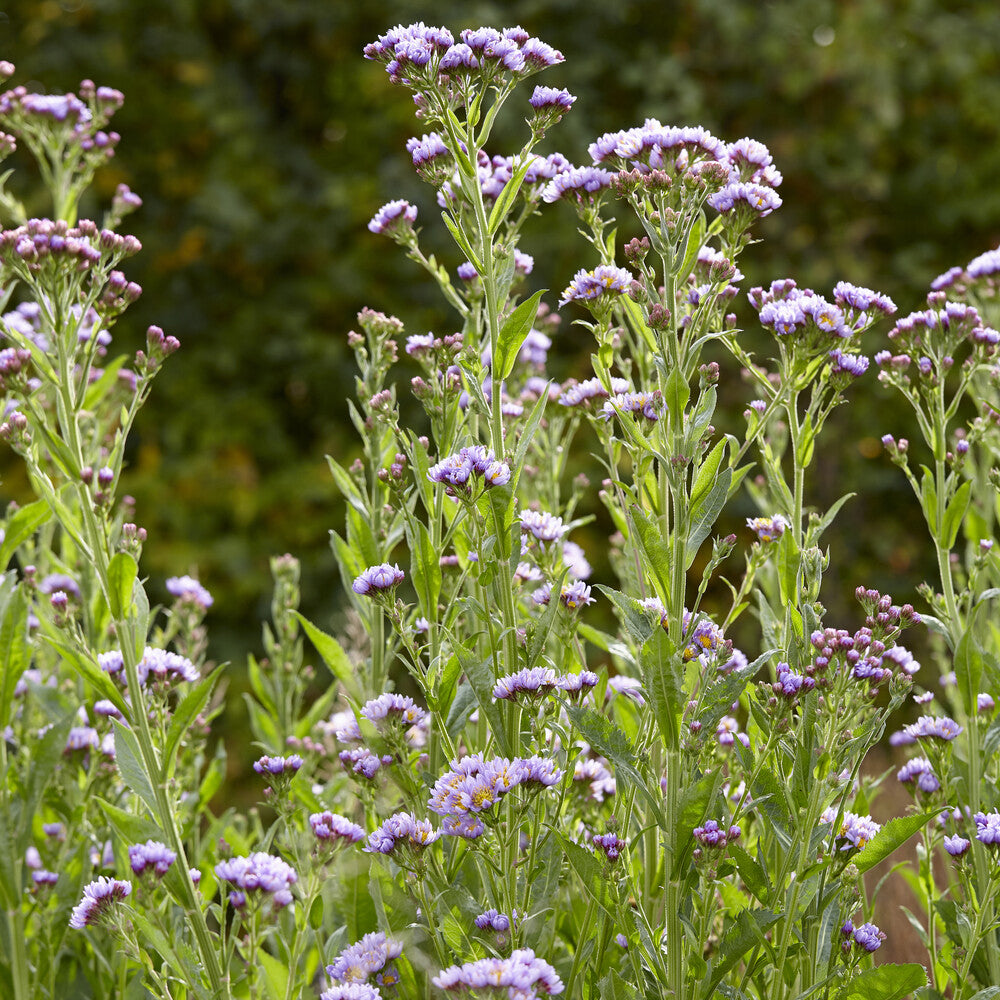 Aster de Tartarie Jindai - Bakker