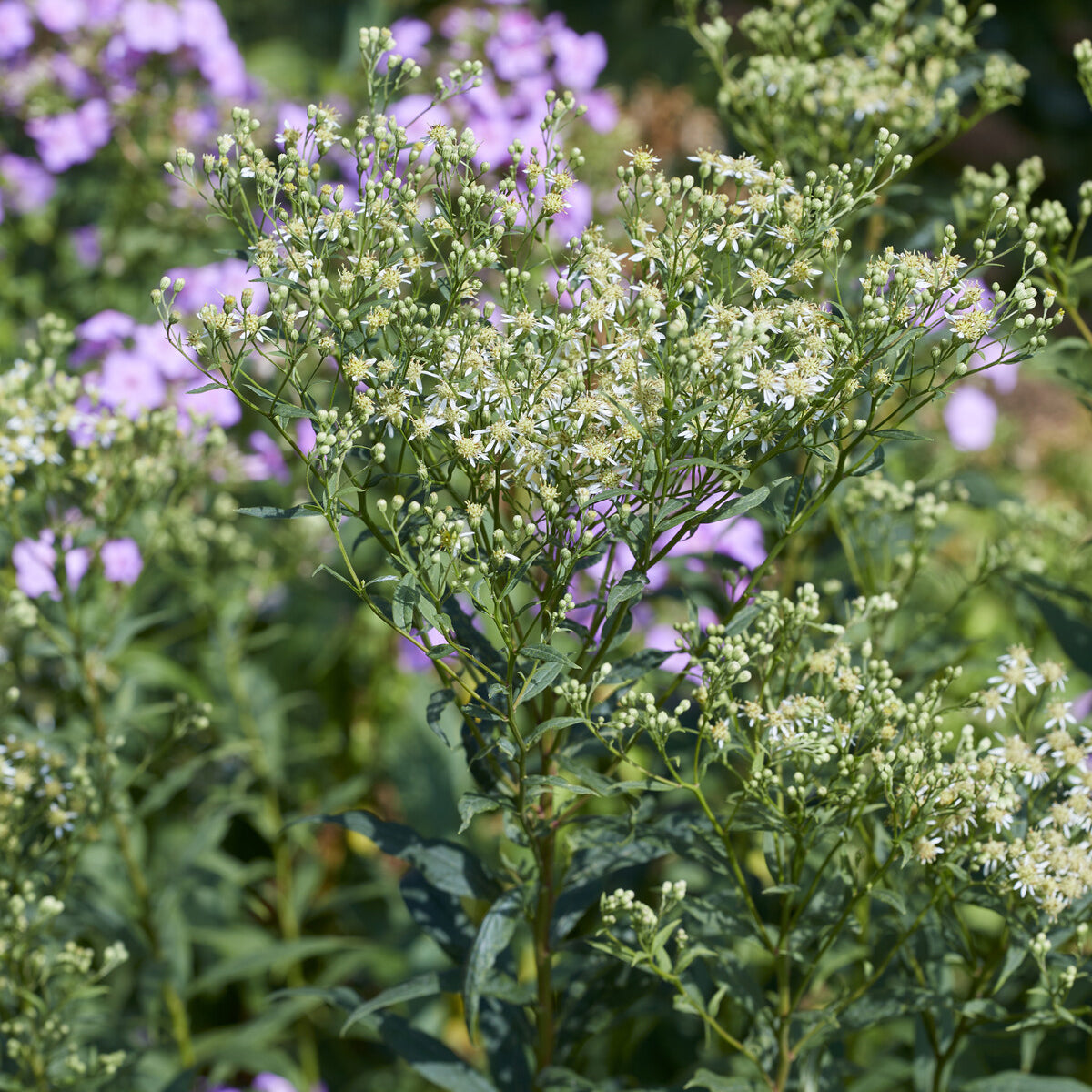 Aster en ombelles Weisser Schirm - Bakker