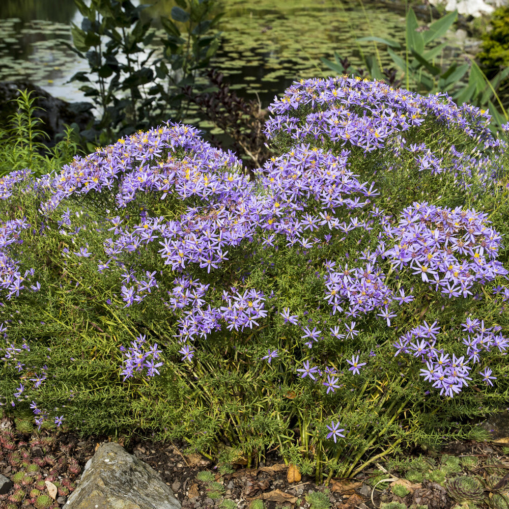 Aster nain à feuilles de sedum  - Aster sedifolius Nanus - Bakker