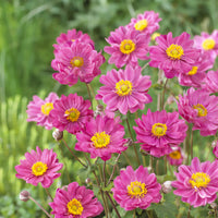 Anémone du Japon Margarete - Anemone hybr. Margarete - Bakker