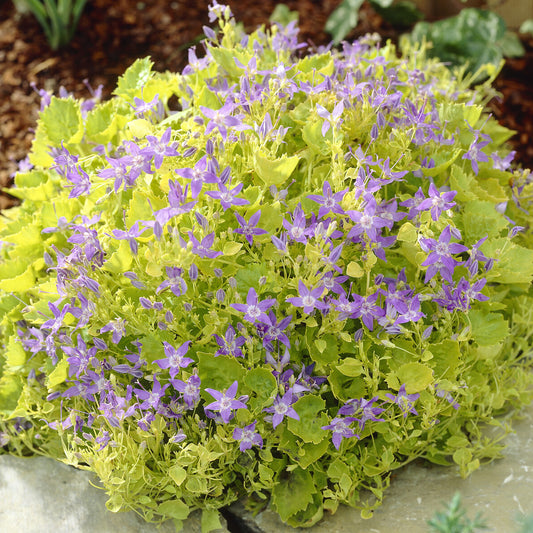 Campanule Dickson's Gold Campanule dorée de Dickson - Bakker