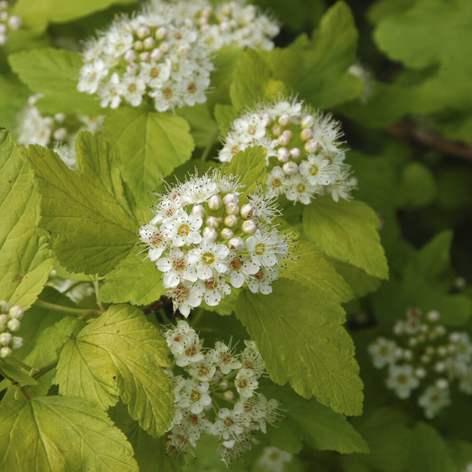 Physocarpe Dart's Gold - Physocarpus opulifolius Dart's Gold - Bakker