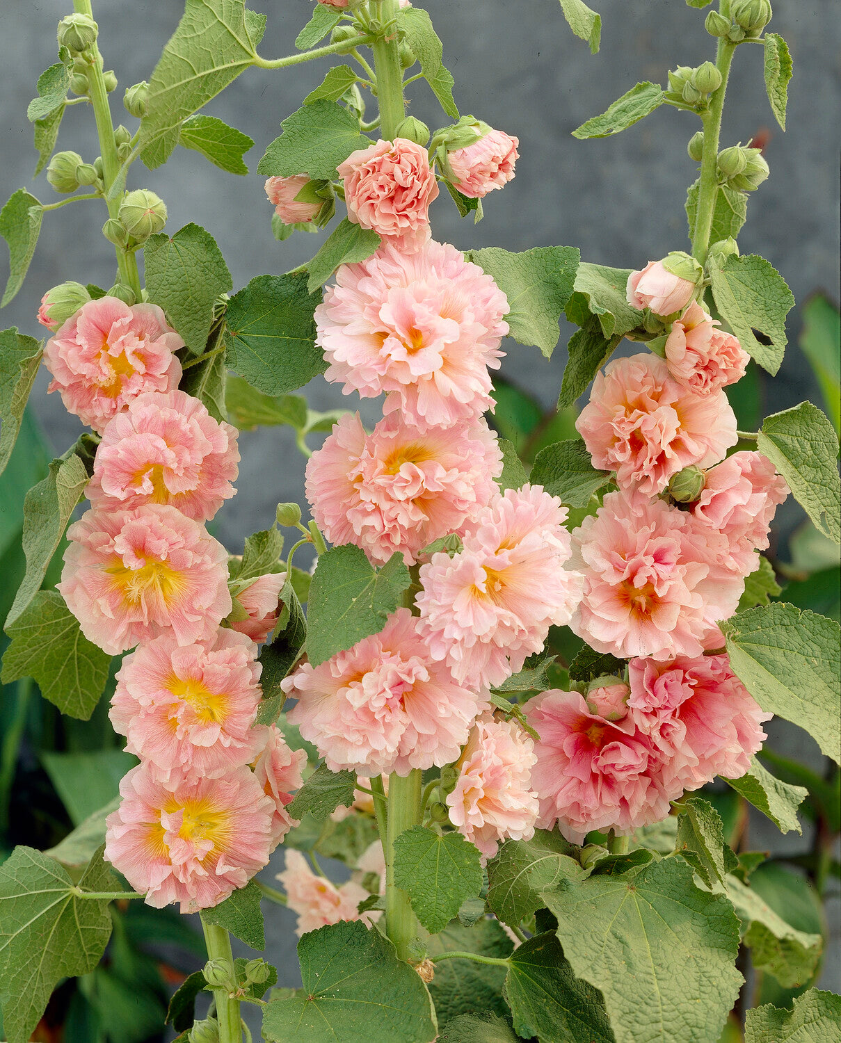 Rose trémière Chaters Double Apricot - Bakker