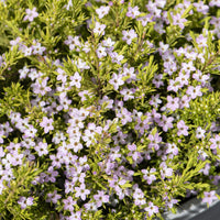 Diosma - Plante du pêcheur Sunset Gold - Diosma hirsuta Sunset Gold - Bakker