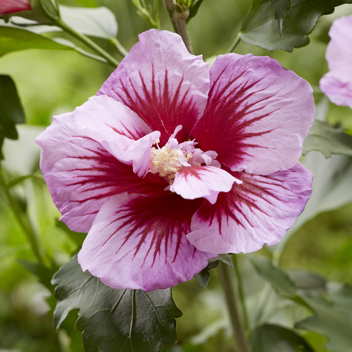 Hibiscus Flower Tower Purple ® - Hibiscus syriacus Flower Tower Purple ® - Bakker