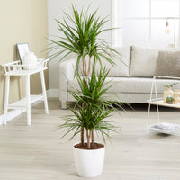 Dragonnier Dracaena marginata - Bakker