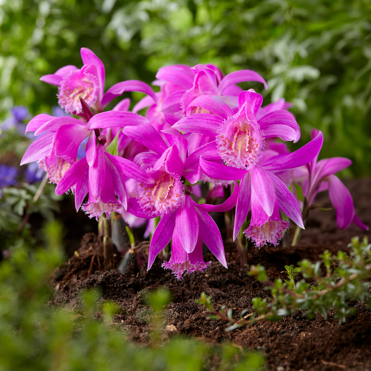 Packs de bulbes de fleurs - Orchidée 'Pleione Tongariro' - Pleione tongariro