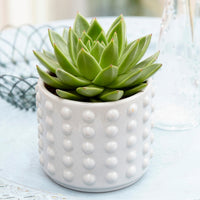 Echeveria Agavoides - Echeveria agavoides - Bakker