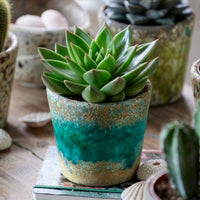 Echeveria agavoides - Echeveria Agavoides - Cactus et plante grasse