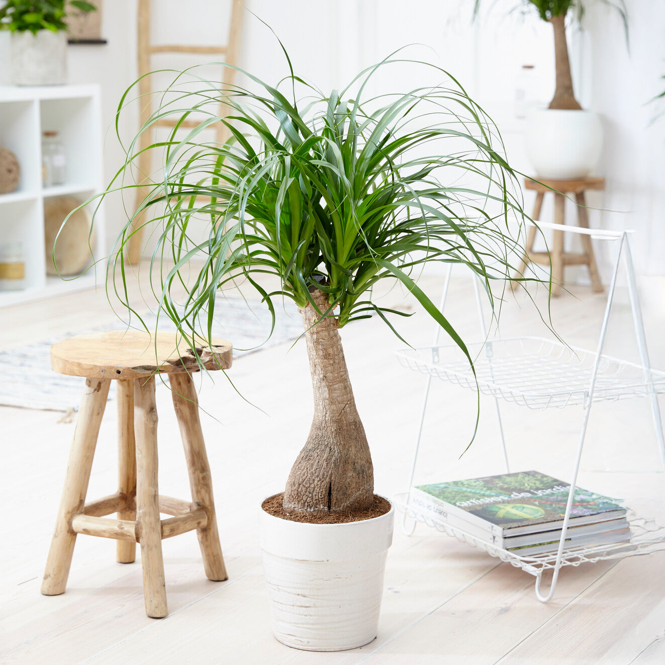 Beaucarnea recurvata - Pied d'éléphant Beaucarnea recurvata  sur tige - Plantes vertes d'intérieur